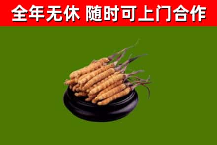 博乐回收冬虫夏草