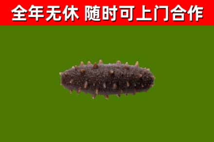 博乐回收海参干